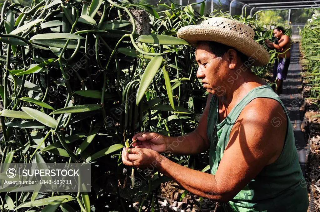 Gardener working in the vanilla production, Vanilla Orchid (Vanilla planifolia), greenhouse, Moorea, Windward Islands, Society Islands, French Polynes...
