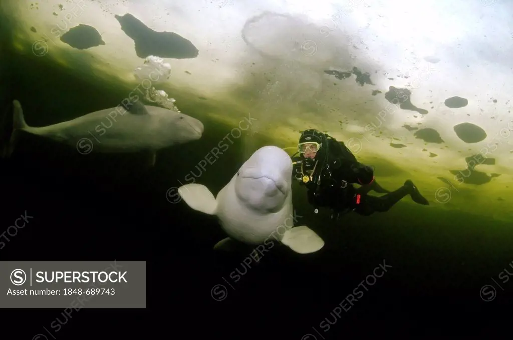 Diver, ice-diving, and Belugas, White whales (Delphinapterus leucas), White Sea, Karelia, Russia, Arctic