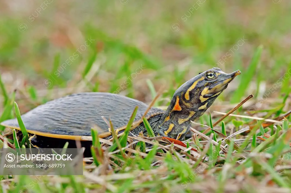 Florida Softshell Turtle (Apalone ferox, Trionyx ferox), juvenile, Everglades National Park, Florida, USA