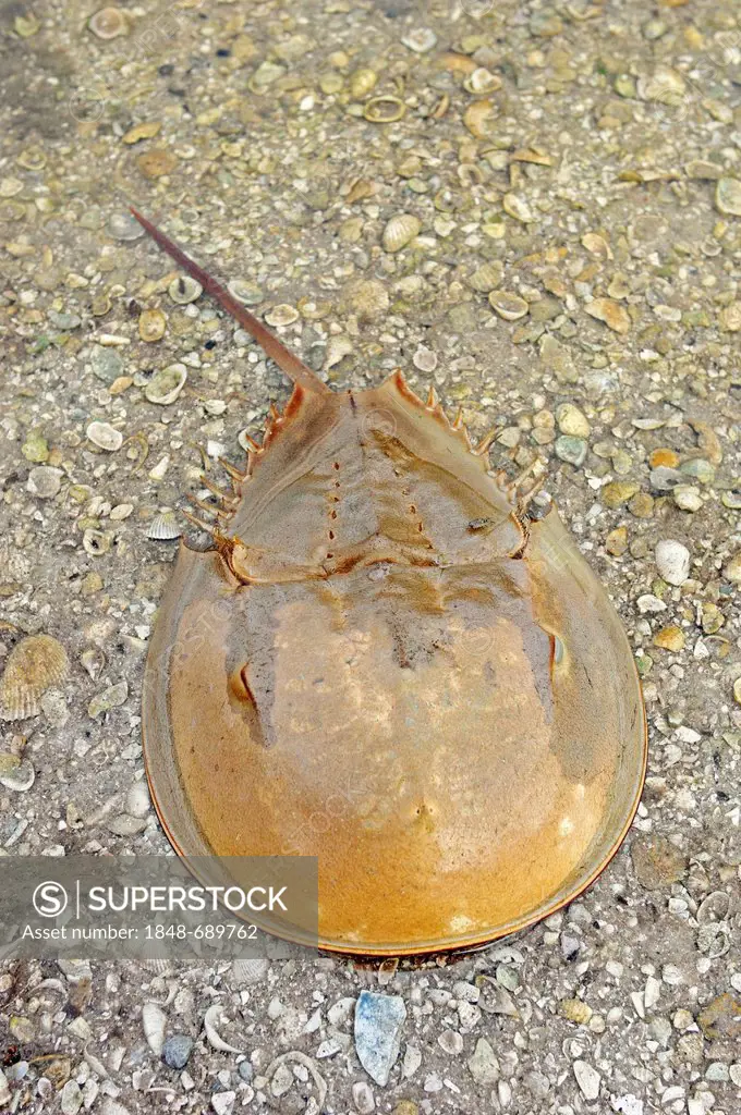 Atlantic horseshoe or helmet crab (Limulus polyphemus), Sanibel Island, Florida, USA