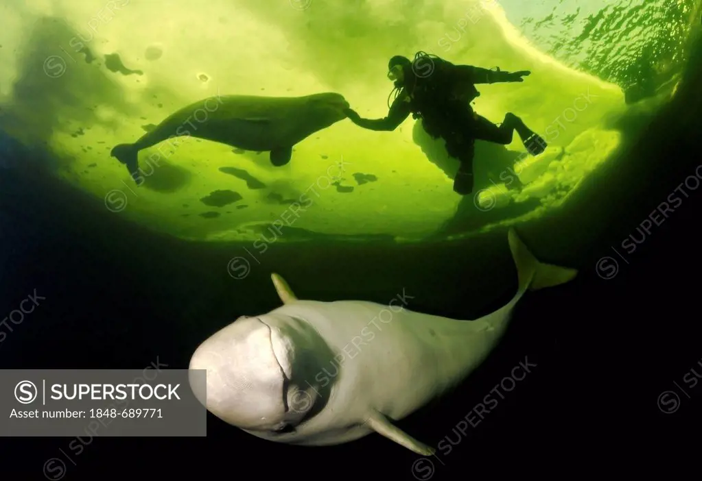 Diver and Belugas, White whales (Delphinapterus leucas), White Sea, Kareliya, north Russia, Arctic