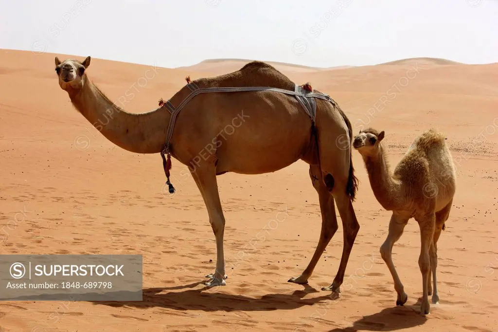 Camels of a camel farm, desert Rub'al-Khali or Empty Quarter, Abu Dhabi, United Arab Emirates, Middle East