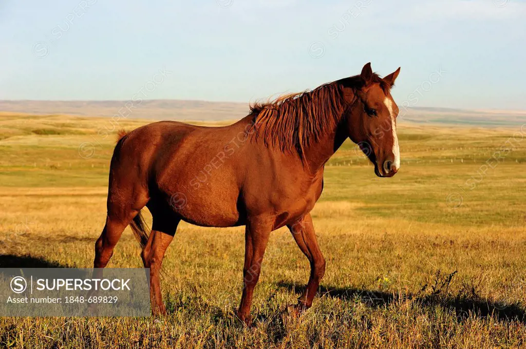 Horse walking on the prairie, Saskatchewan, Canada