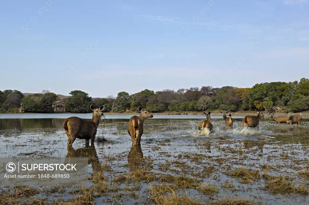 Sambar Deer (Cervus unicolor niger) grazing in a lake in Ranthambore National Park, Rajasthan, India, Asia