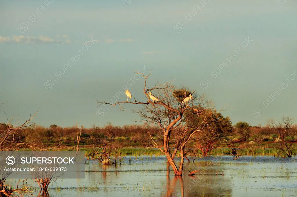 Flooded landscape with Common Spoonbills birds (Platalea leucorodia) in tree, Pilbara, Western Australia, Australia