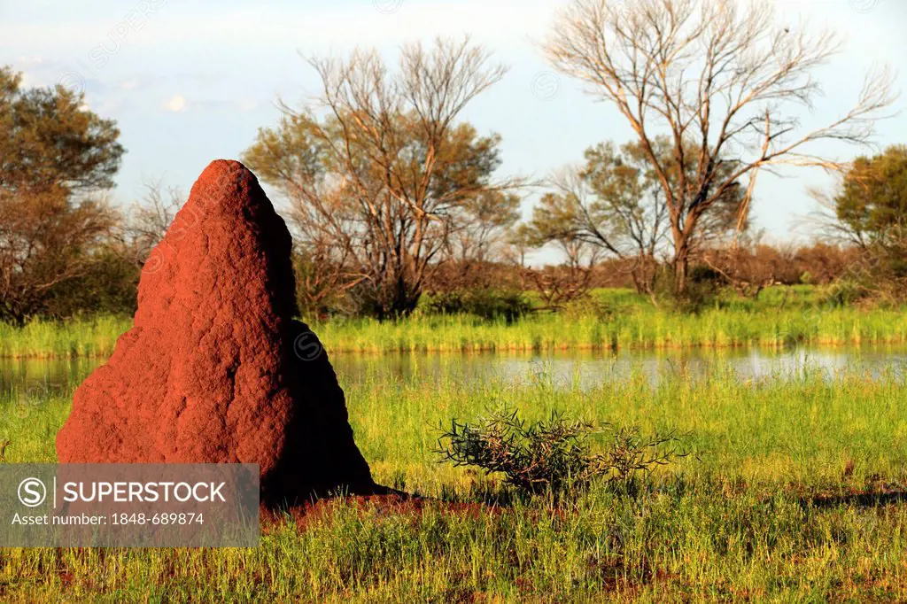 Red termite mound, Pilbara, Western Australia, Australia