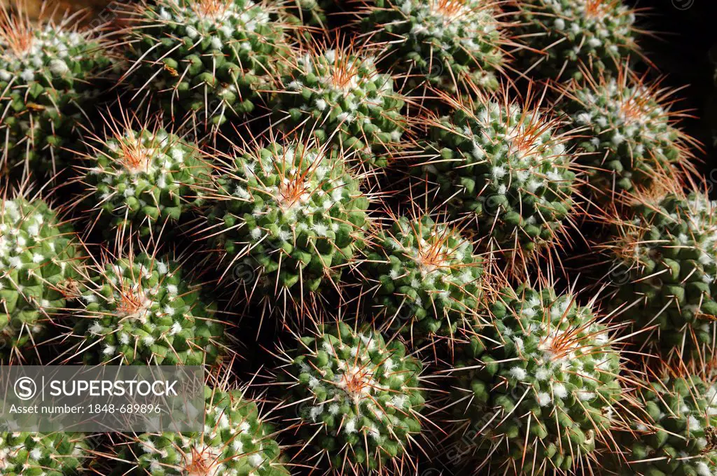 Cactus, Mother of Hundreds (Mammillaria compressa), Botanical Garden, Menzinger Strasse 61-65, Munich, Bavaria, Germany, Europe