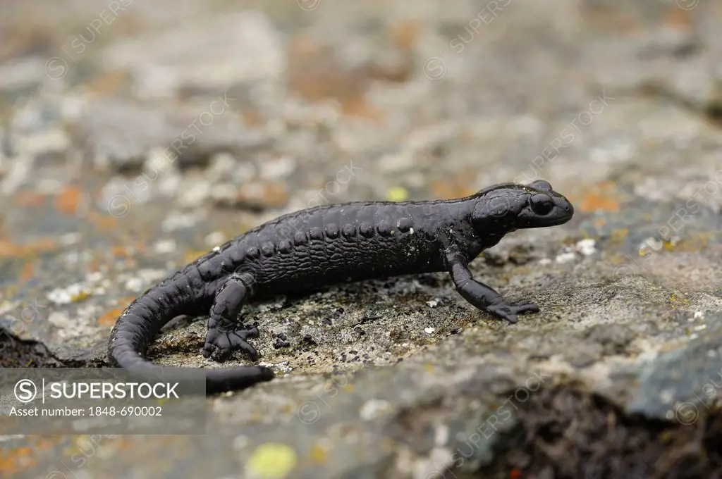 Alpine salamander (Salamandra atra), Hohe Tauern national park, Austria, Europe