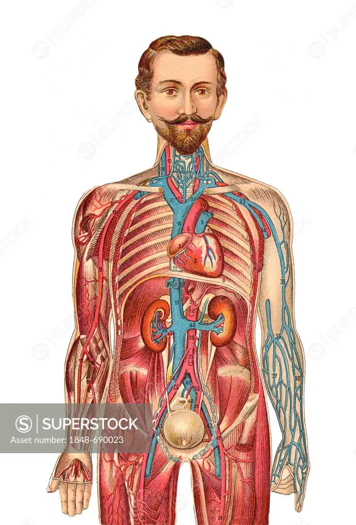 Collapsible anatomical, medical illustration of a male figure, Rudolph'sche Verlagsbuchhandlung, Dresden, Germany, about 1930