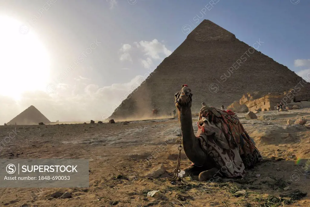 Dromedary or Arabian Camel (Camelus dromedarius) in front of Khafre and Menkaure pyramids, Pyramids of Giza, Cairo, Egypt, Africa
