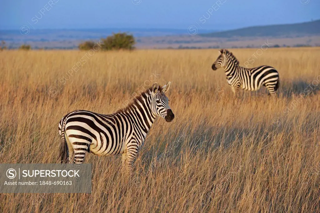 Grant's zebras (Equus quagga boehmi) in the evening light, Maasai Mara National Reserve, Kenya, East Africa, Africa