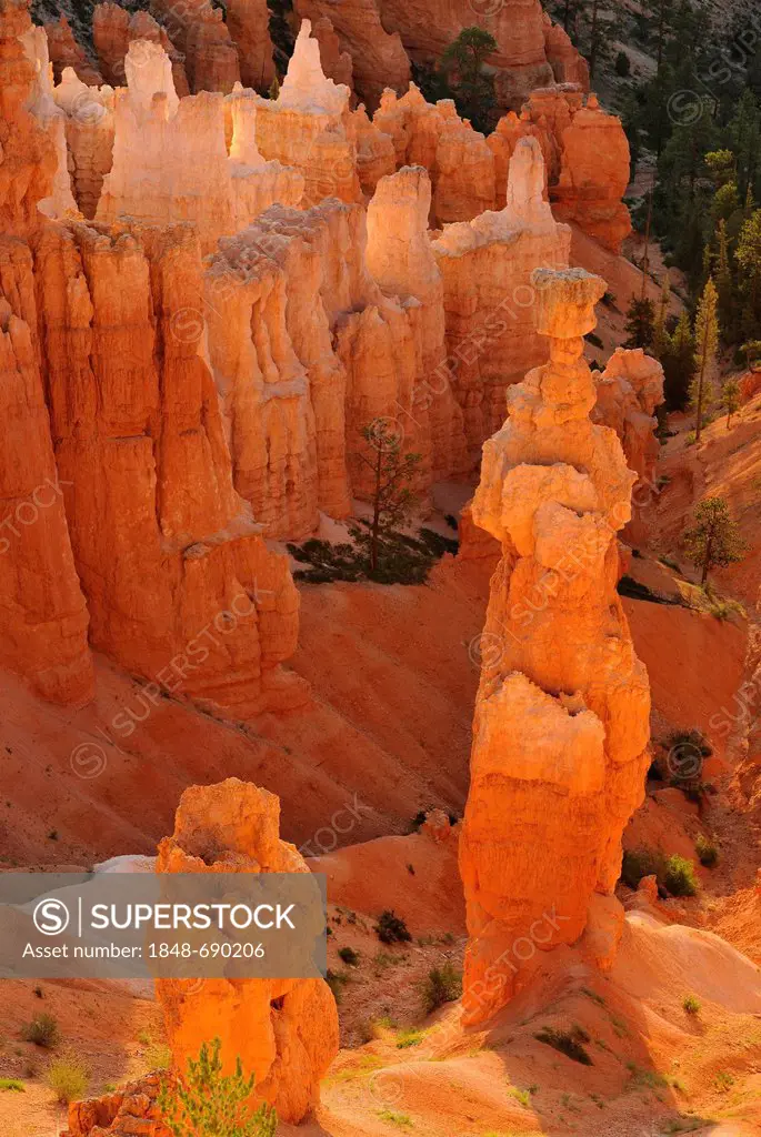 Rock formation, Thor's Hammer, morning light, Sunset Point, Bryce Canyon National Park, Utah, United States of America, USA