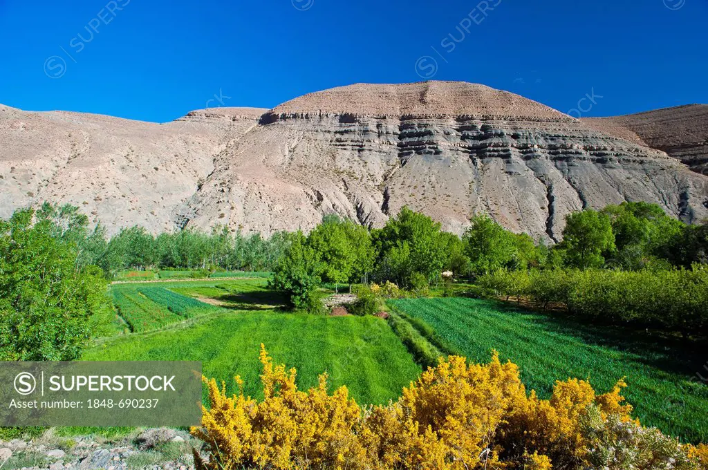 Typical landscape in the valley of the Dades River, cultivated fields of the Berbers, upper Dades Valley, High Atlas mountain range, Morocco, Africa