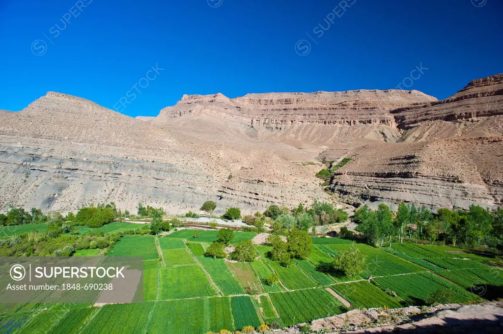 Typical landscape in the valley of the Dades River, cultivated fields of the Berbers, upper Dades Valley, High Atlas mountain range, Morocco, Africa
