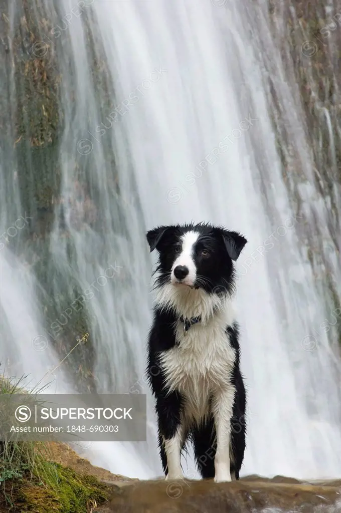 Border collie standing in front of a waterfall, northern Tyrol, Austria, Europe