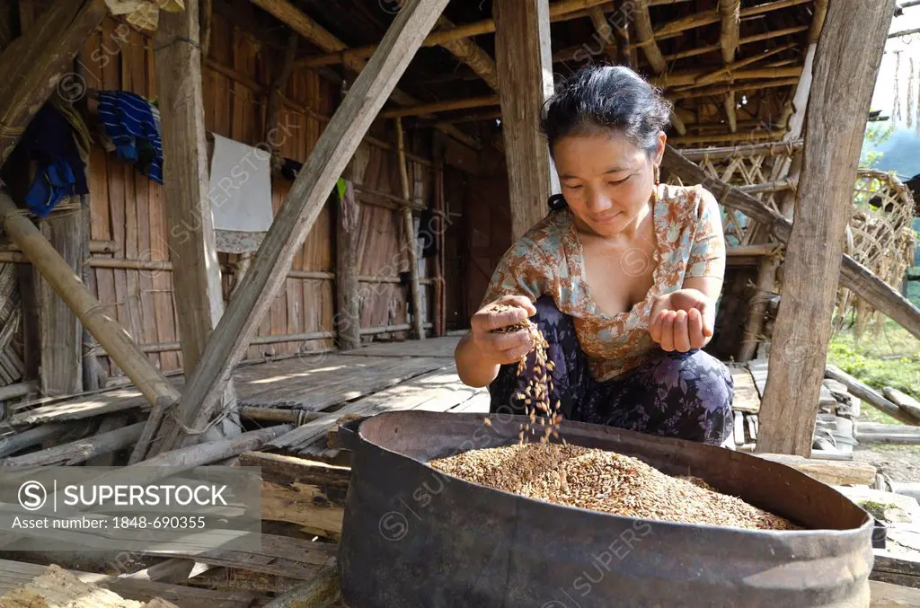 Woman of the Nishi tribe cleaning the crops in the traditional way, Kicho, Arunachal Pradesh, India, Asia