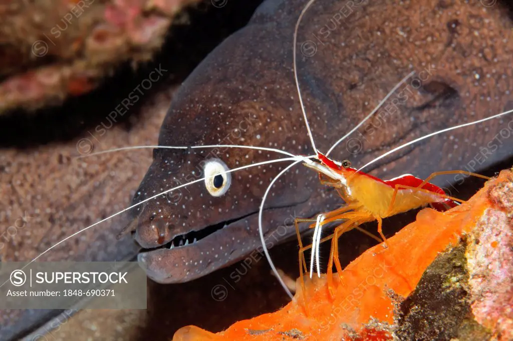 Dotted Moray Eel (Muraena augusti) with a Scarlet-striped Cleaning Shrimp (Lysmata grabhami) in its hideaway, Madeira, Portugal, Europe, Atlantic Ocea...