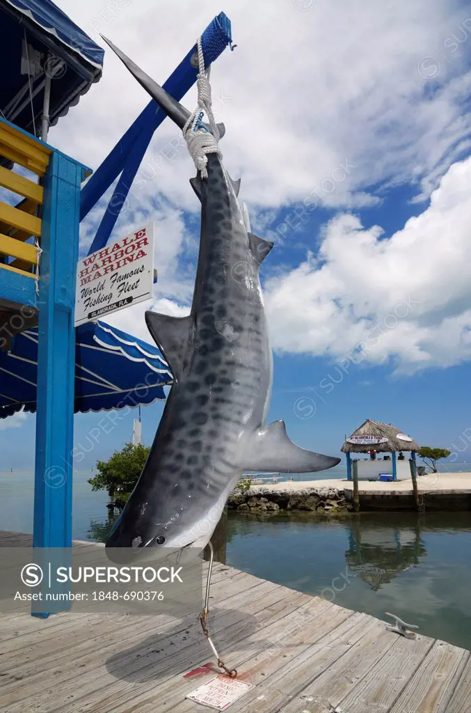 Plastic dummy of a bull shark, Islamorada, Whale Keys, Florida, USA