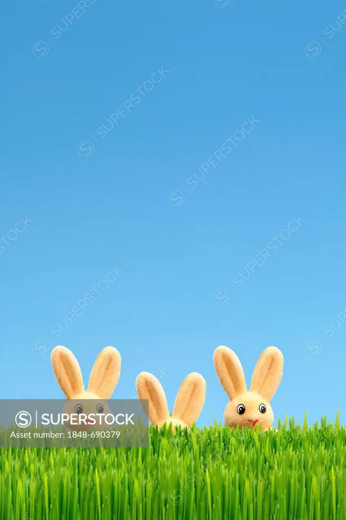 Three Easter bunnies, one is hiding, Easter decoration, green grass, blue sky