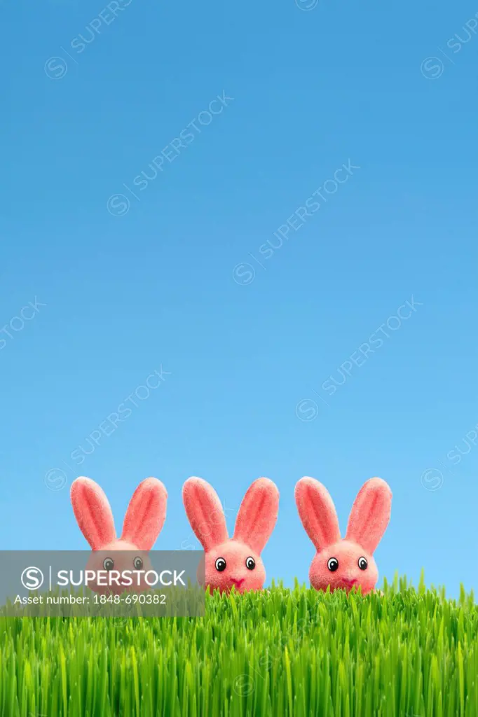 Three Easter bunnies, Easter decoration, green grass, blue sky