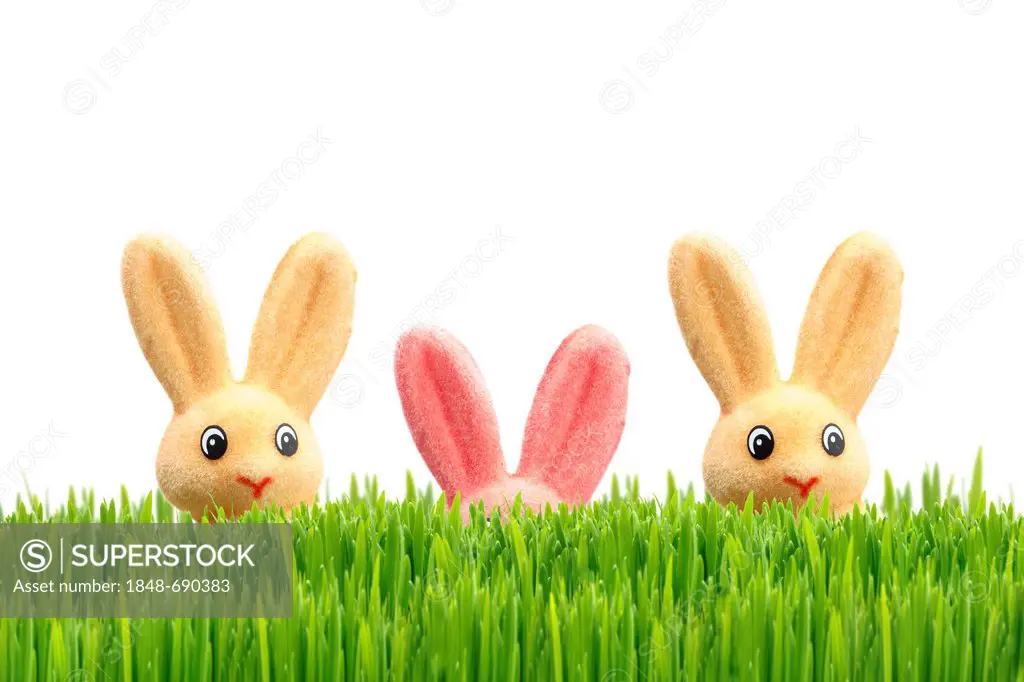 Three Easter bunnies, one is hiding, Easter decoration, green grass