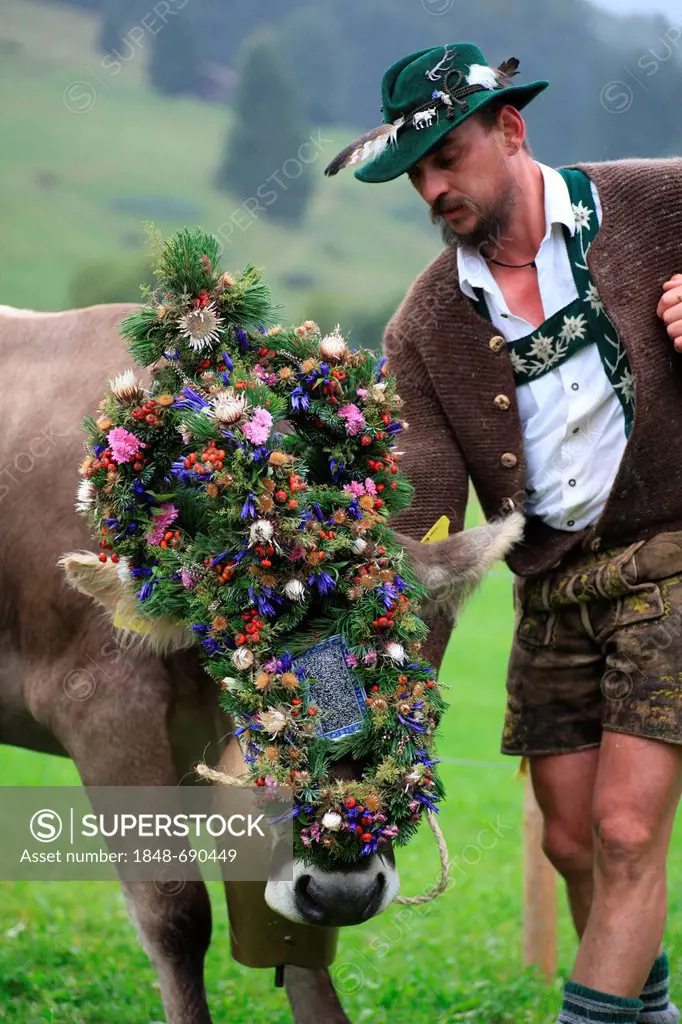 Man wearing traditional costume with a decorated cow, Viehscheid, separating the cattle after their return from the Alps, Thalkirchdorf, Oberstaufen, ...