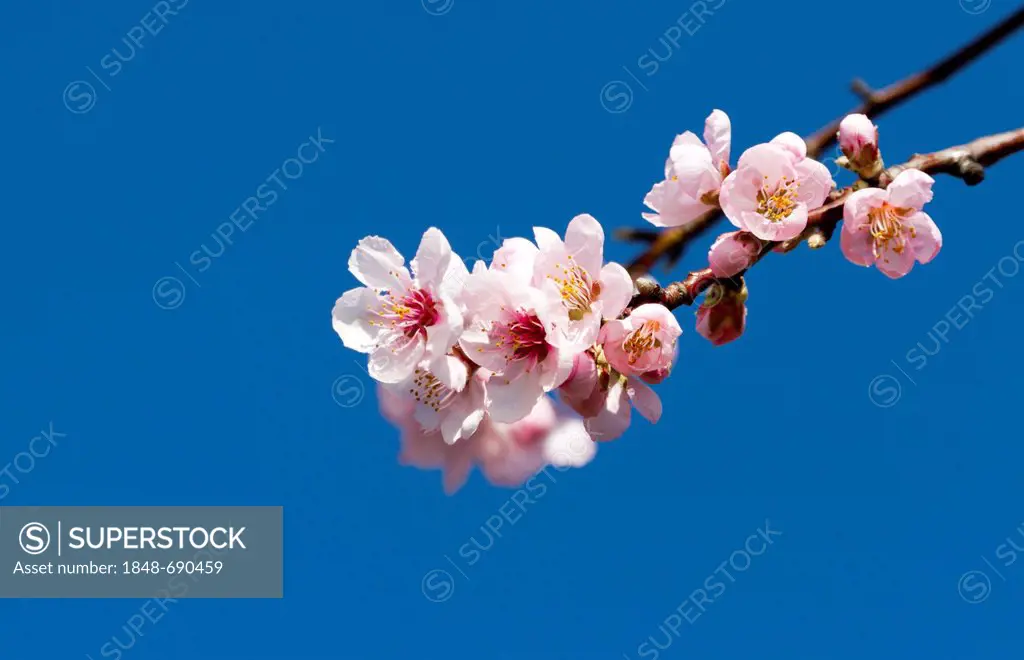 Almond tree (Prunus dulcis), almond blossoms, Suedpfalz, Southern Palatinate, Rhineland-Palatinate, Germany, Europe