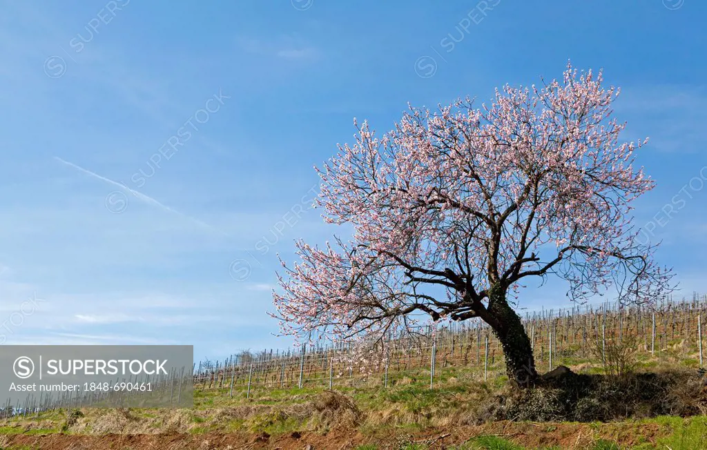 Almond tree blossom, almond tree (Prunus dulcis), Suedpfalz, Southern Palatinate, Pfalz, Rhineland-Palatinate, Germany, Europe