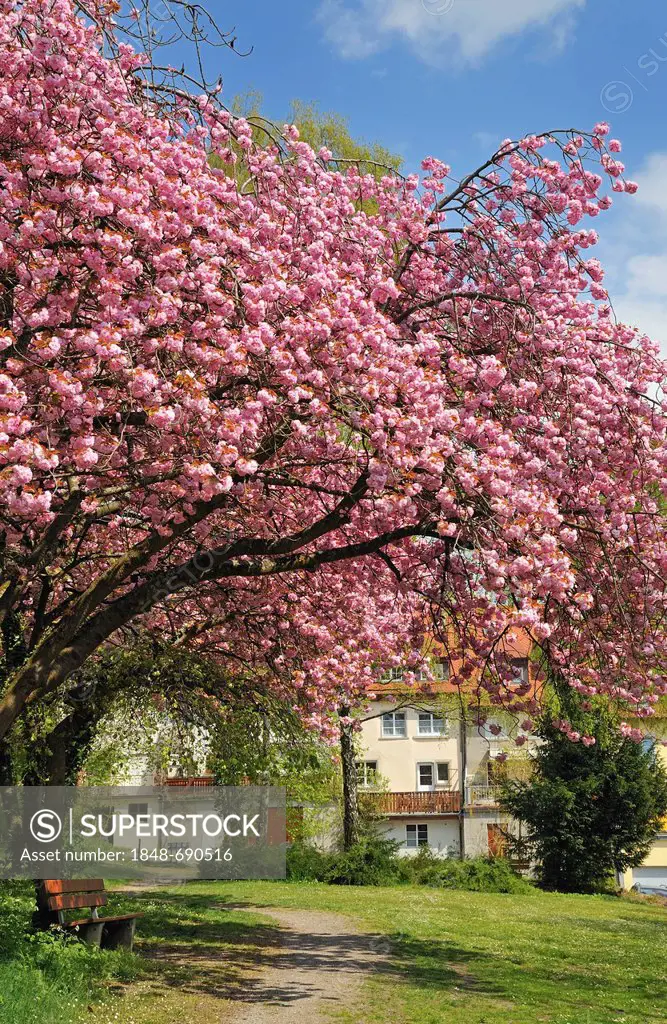 Japanese Cherry, Hill Cherry, Oriental Cherry or East Asian Cherry (Prunus serrulata), blossoming trees, Meersburg on Lake Constance, Baden-Wuerttembe...