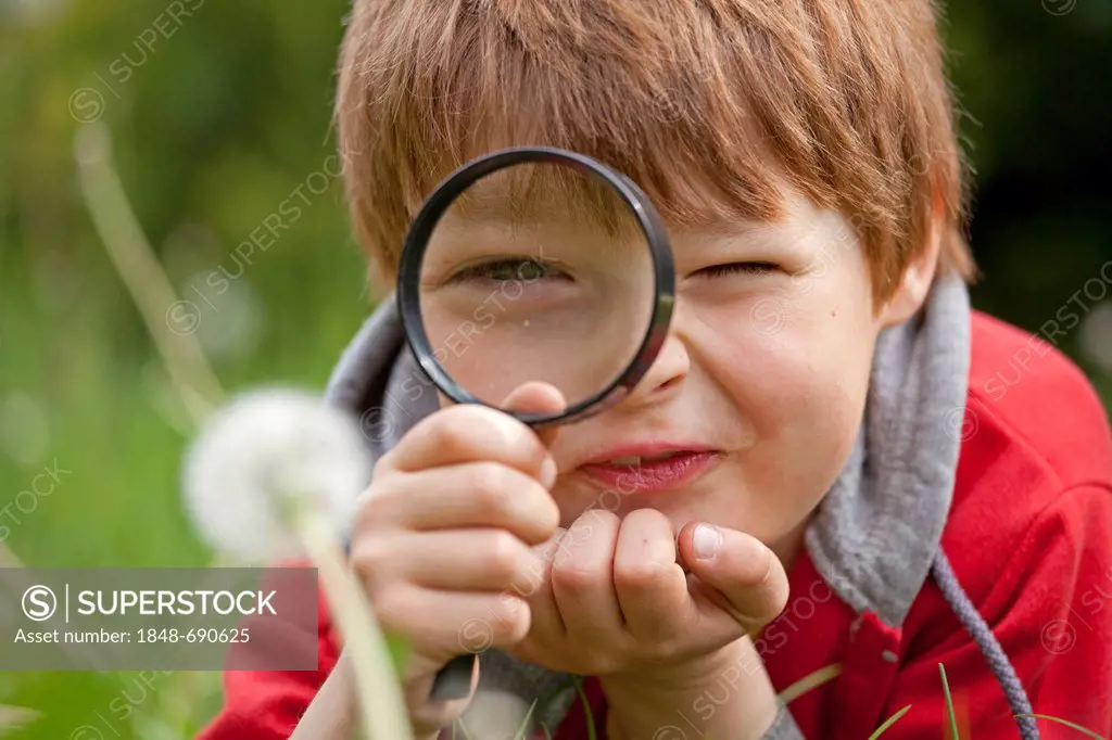 Little boy looking at a blowball through a magnifying glass