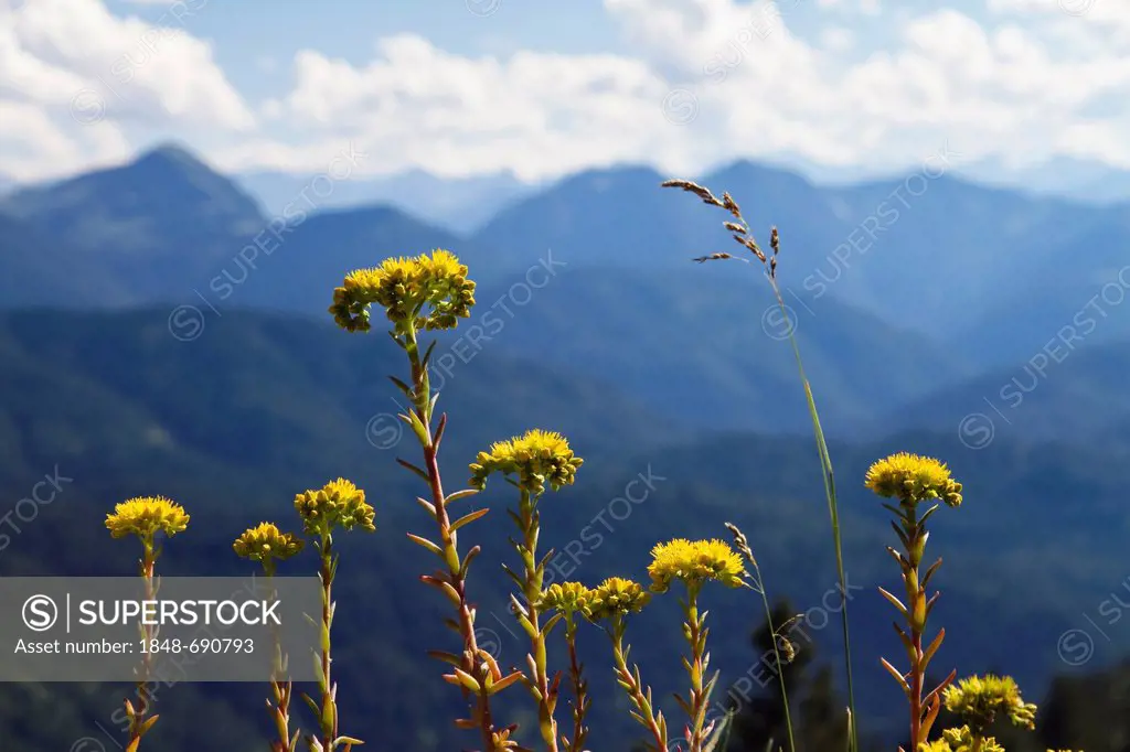 Yellow alpine flowers, Stonecrop (Sedum sp.), Alps, Upper Bavaria, Bavaria, Germany, Europe
