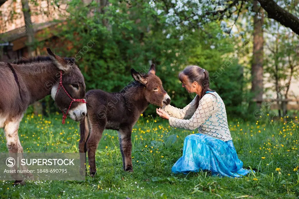 Woman with a Donkey (Equus asinus) foal in an orchard, Upper Bavaria, Bavaria, Germany, Europe