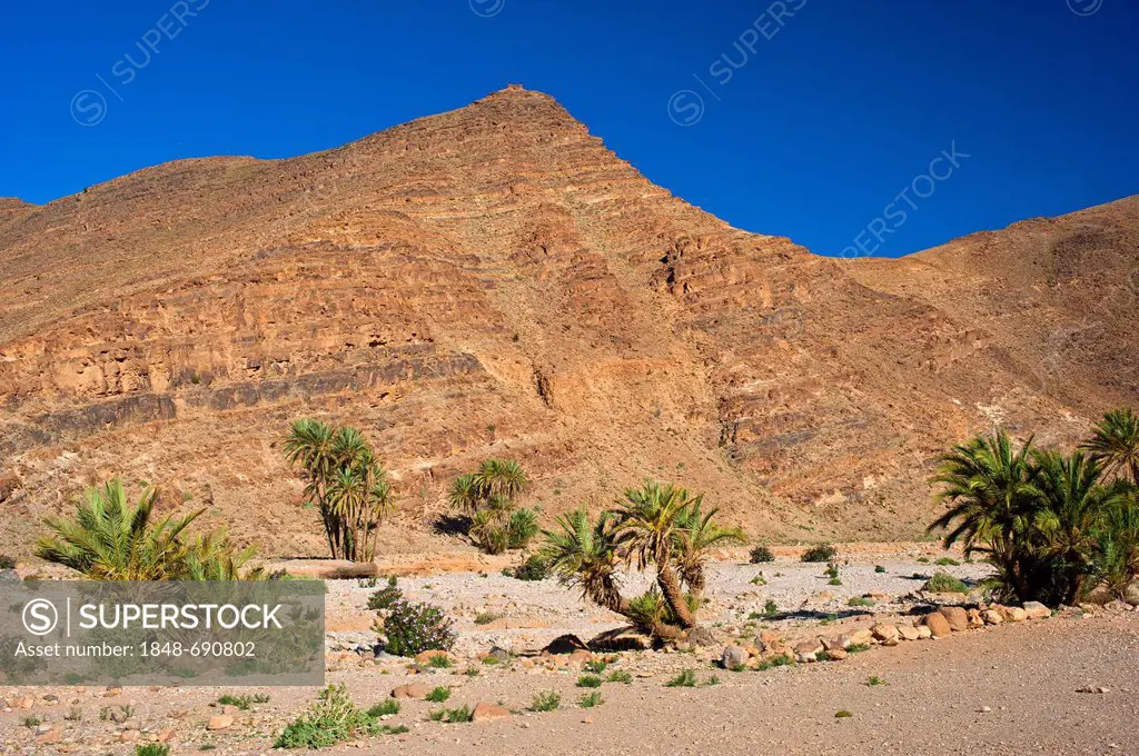 Mountain landscape in the valley of Ait Mansour with date palms in a dry river bed, Anti-Atlas mountain range, southern Morocco, Morocco, Africa
