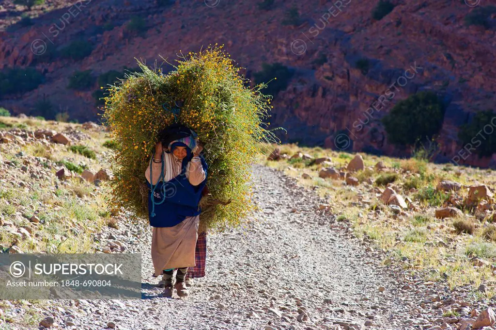 Elderly Berber woman carrying fresh green fodder on her back, another woman walking right behind her, Ait Mansour valley, Anti-Atlas mountain range, s...