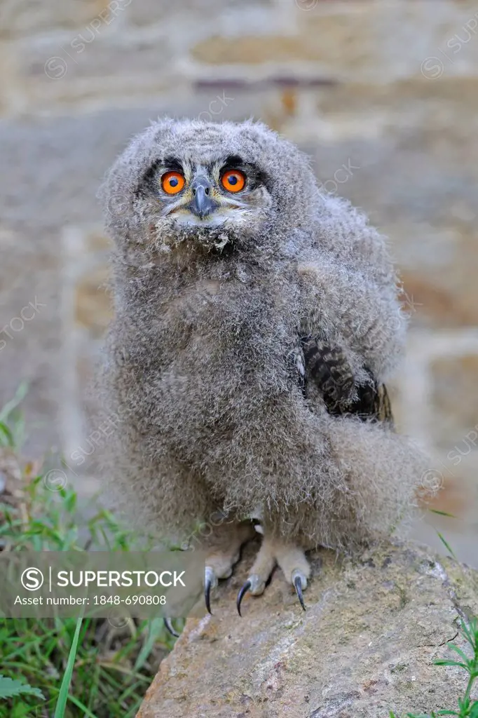 Eurasian eagle-owl (Bubo bubo), owlet, Hesse, Germany, Europe