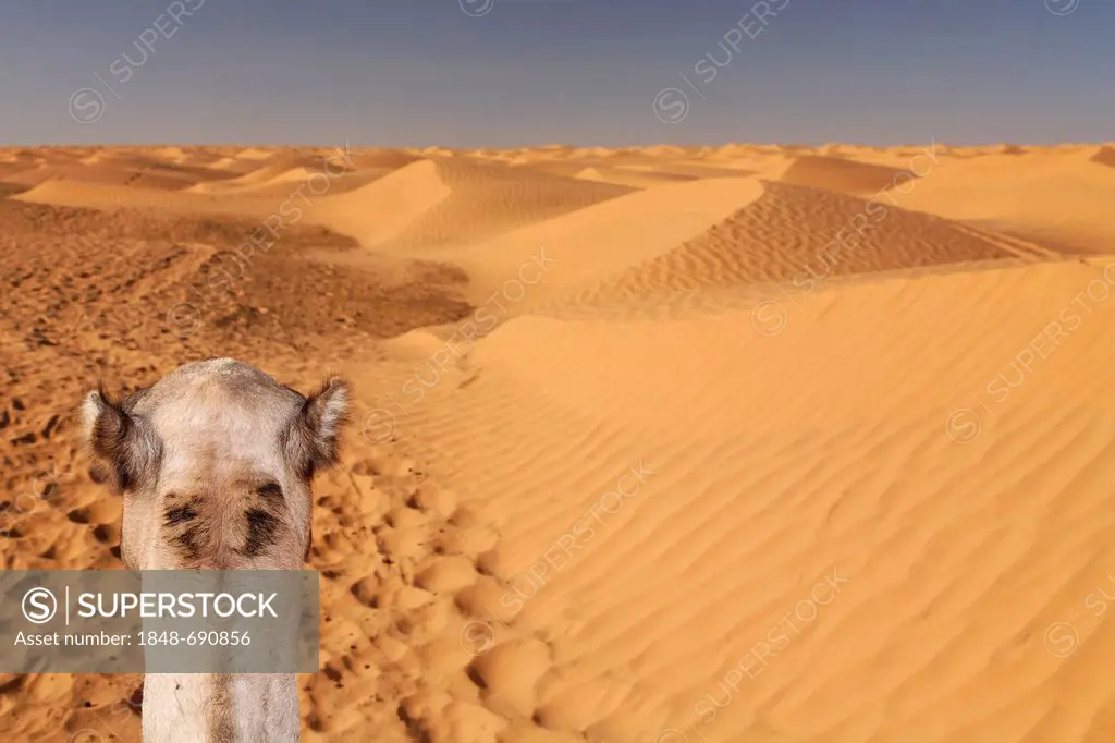Head of a dromedary (Camelus dromedarius) in the Sahara near Ksar Ghilane, Tunisia, Maghreb region, North Africa, Africa