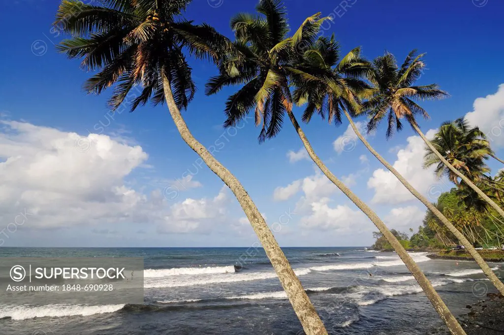 Palm trees at the beach, Mahina Venus Point, Tahiti, Society Islands, French Polynesia, Pacific Ocean