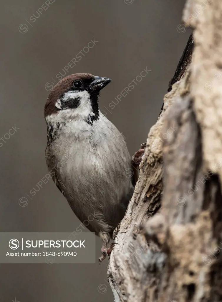 Eurasian Tree Sparrow (Passer montanus), Hebertshausen, Bavaria, Germany, Europe
