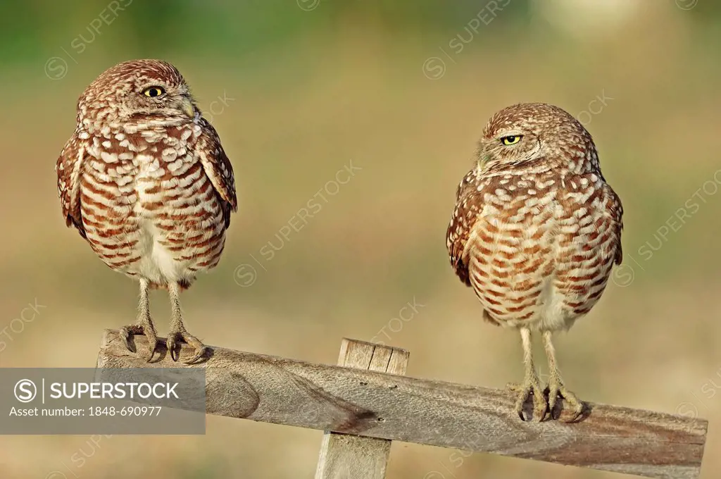 Burrowing Owls (Speotyto cunicularia, Athene cunicularia), pair on perch Florida, USA
