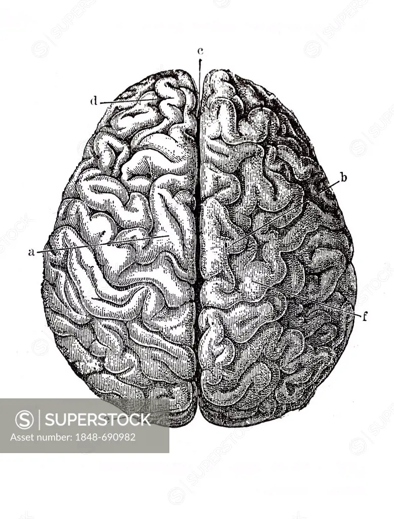 Human brain, anatomical illustration