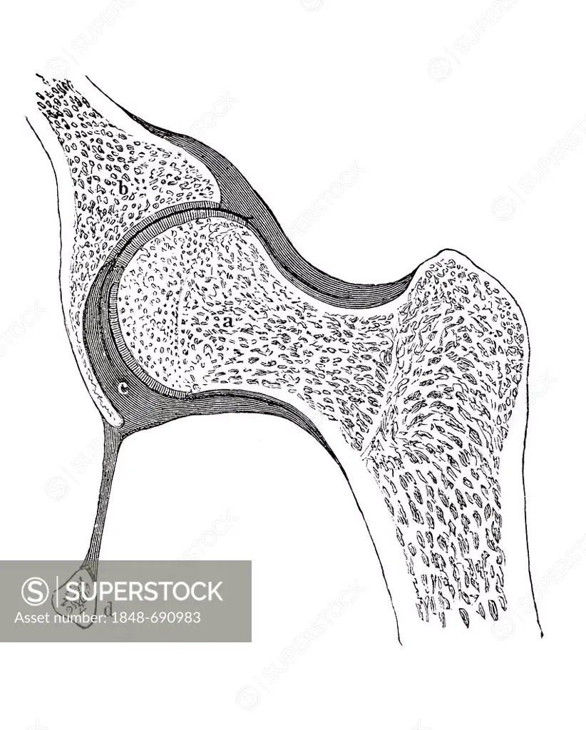 Human hip joint, anatomical illustration