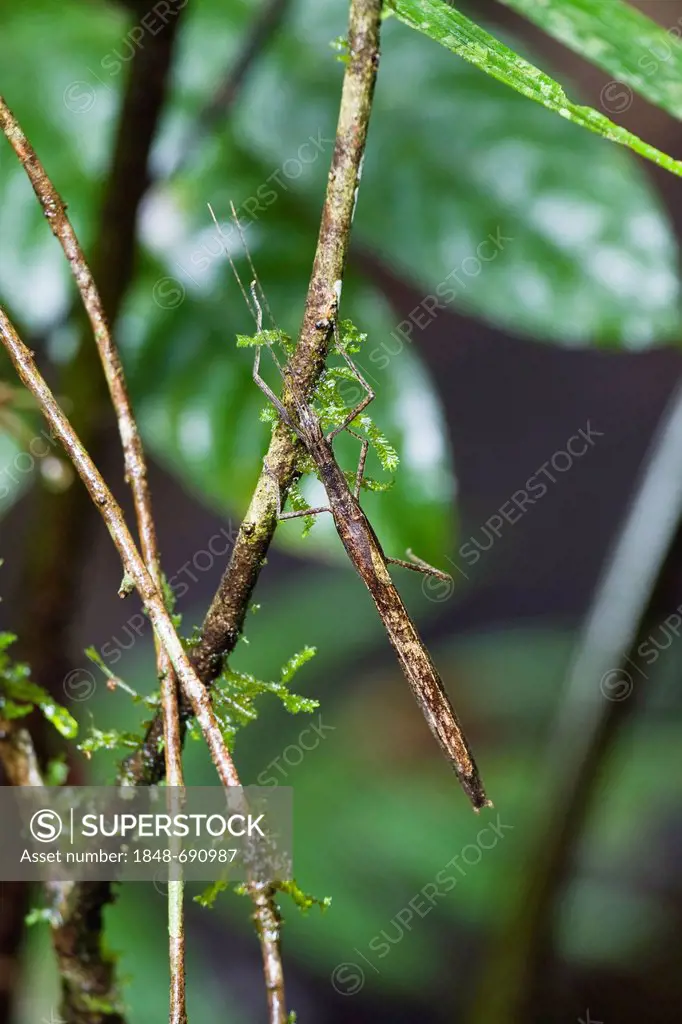 Stick Insect in the rainforest, Braulio Carrillo National Park, Costa Rica, Central America