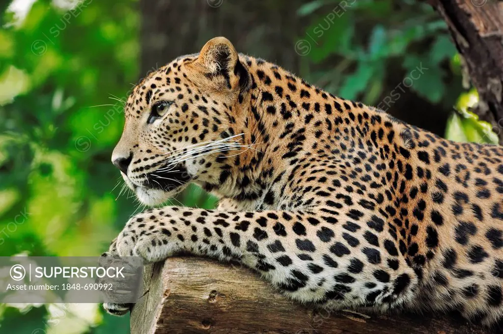 Sri Lankan Leopard (Panthera pardus kotiya), occurrence in Sri Lanka, captive, India, Asia