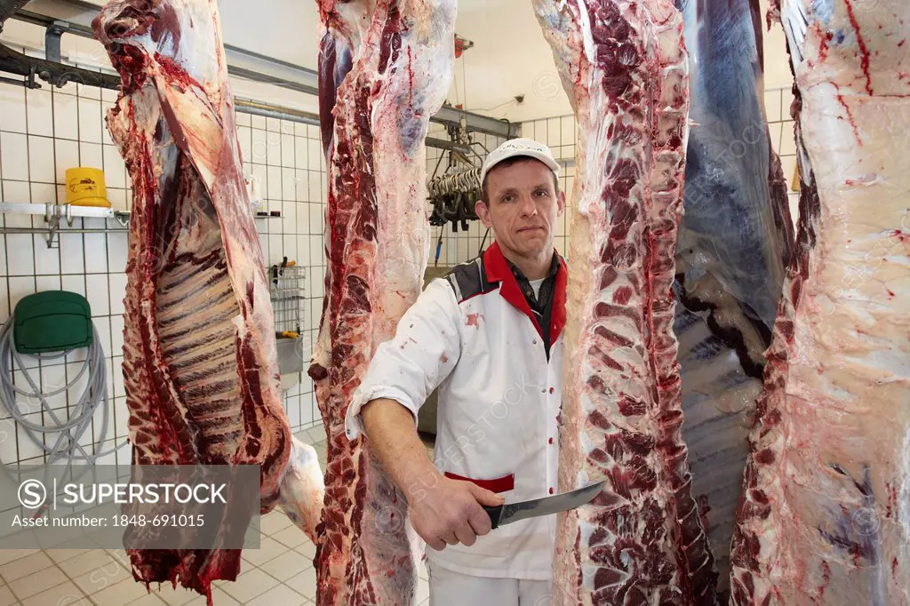 Master butcher Hans Werner Seul with slaughtered bulls, Dieblich, Rhineland-Palatinate, Germany, Europe