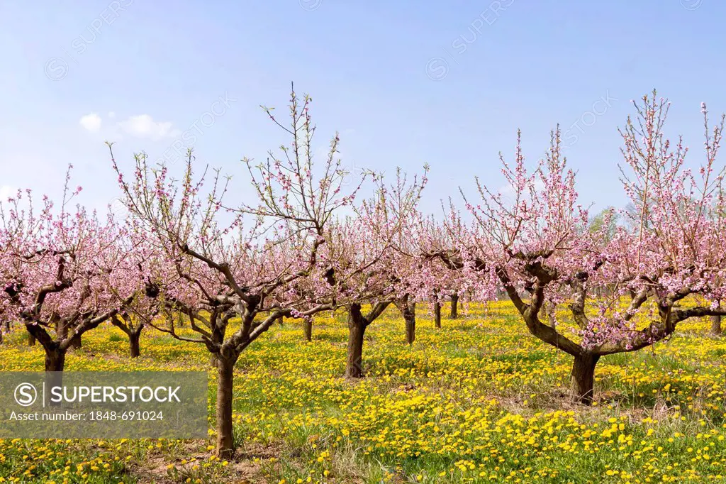 Peach tree orchard, peach tree (Malum persicum), Suedpfalz, Southern Palatinate, Rhineland-Palatinate, Germany, Europe