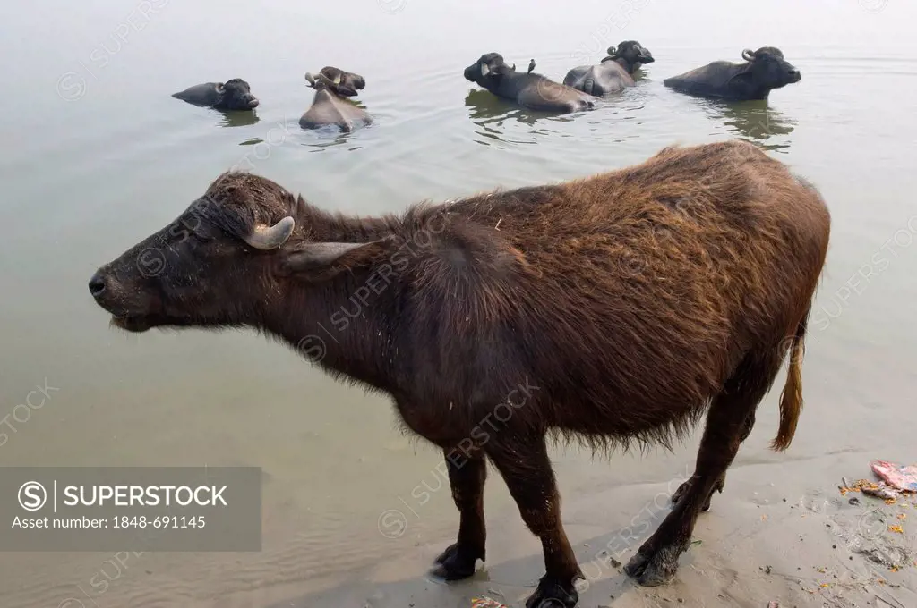 Water buffalo (Bubalus arnee), Ganges river, Varanasi, Uttar Pradesh, India, Asia
