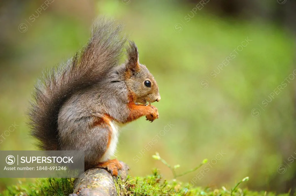 Squirrel (Sciurus vulgaris), sitting on a root