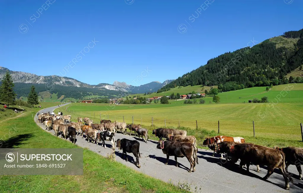 Cattle drive, Almabtrieb, where the cattle are led back from their alpine pasture, Tannheim, Tannheimer Valley, Tyrol, Austria, Europe