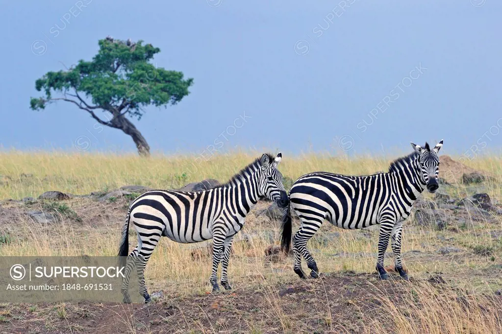 Zebras (Equus quagga), Masai Mara, Kenya, Africa