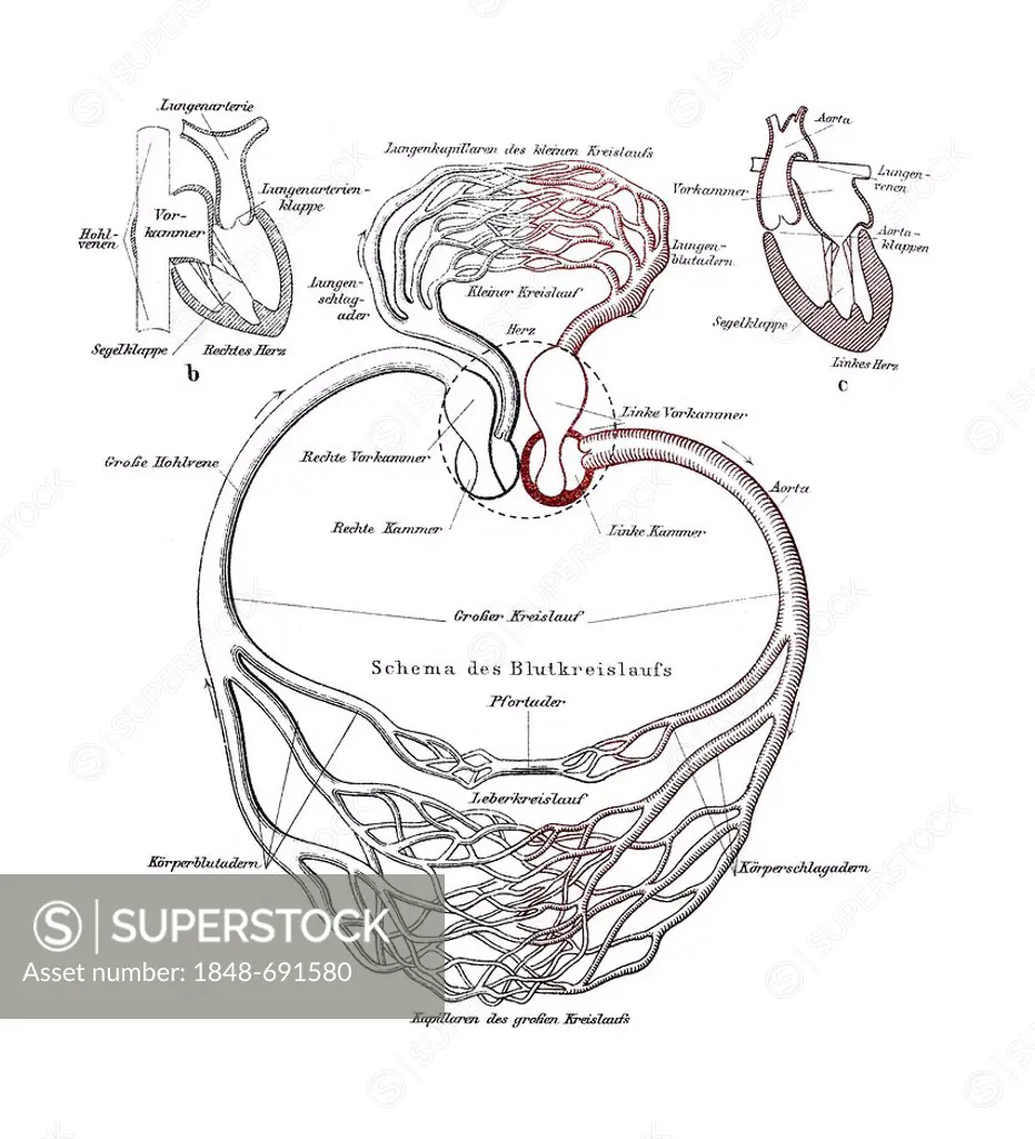 Circulatory system, anatomical illustration